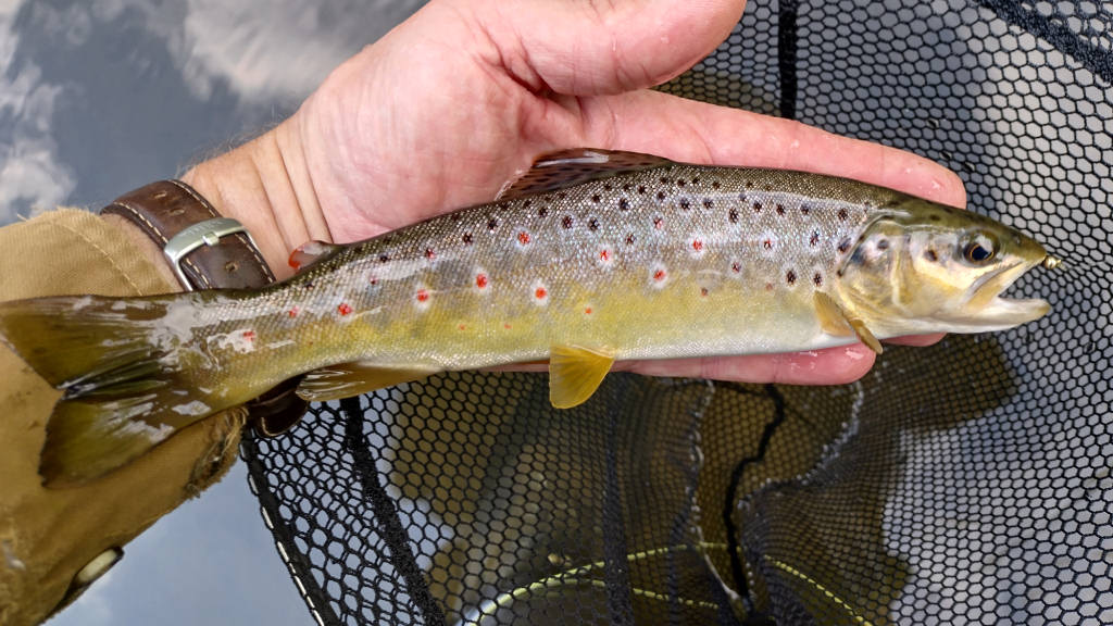 Photo of a perfect wild trout